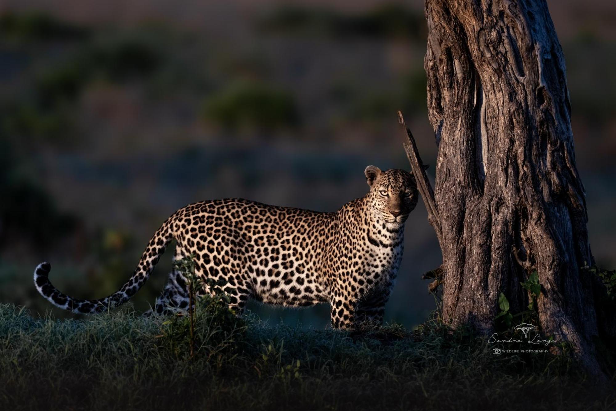 Olkinyei Mara Tented Camp Talek Kültér fotó
